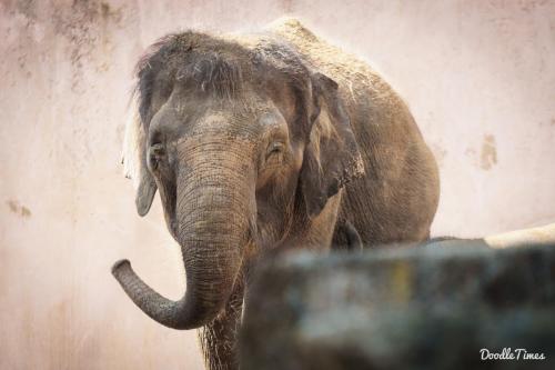 DoodleTimes Zoo-7831