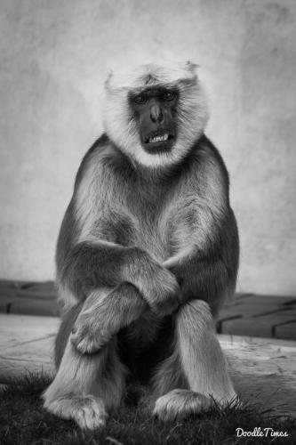 DoodleTimes Zoo-7849
